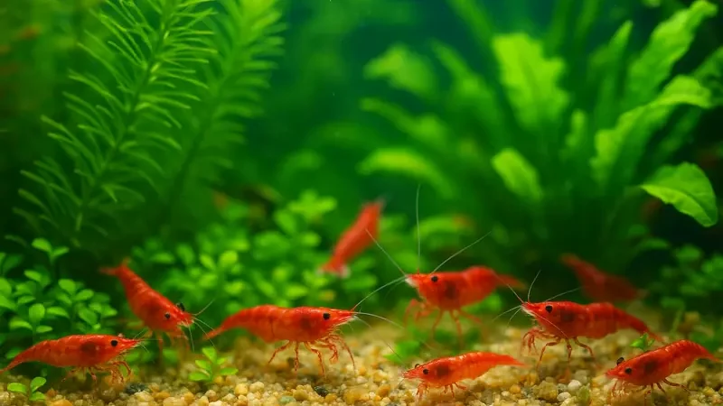 Alla Scoperta dei Gamberetti d’Acquario: Piccoli Aiutanti per un Ecosistema Equilibrato